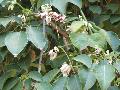Bell-Flowered Clematis / Clematis campaniflora 